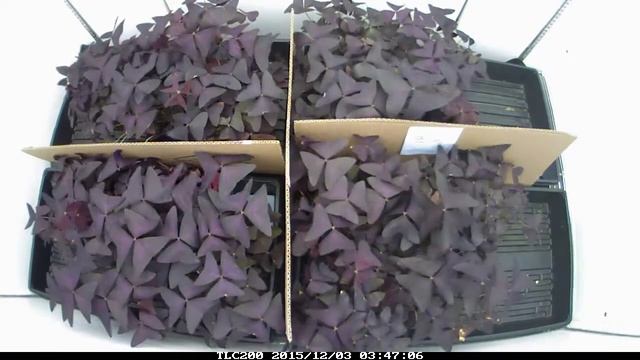 Oxalis Opening Leaf Movement смотреть онлайн