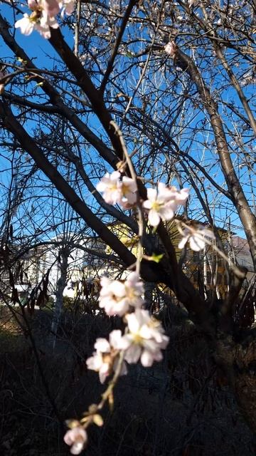 Витязево смотреть онлайн