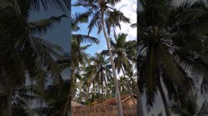 Clab Palm Bay Шри-ланка (часть I)