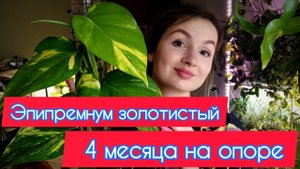 Эпипремнум золотистый. 4 месяца на опоре