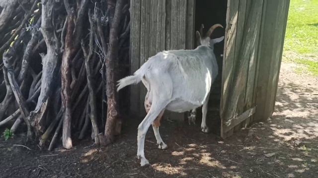 Зачем козе секретная комната? смотреть онлайн