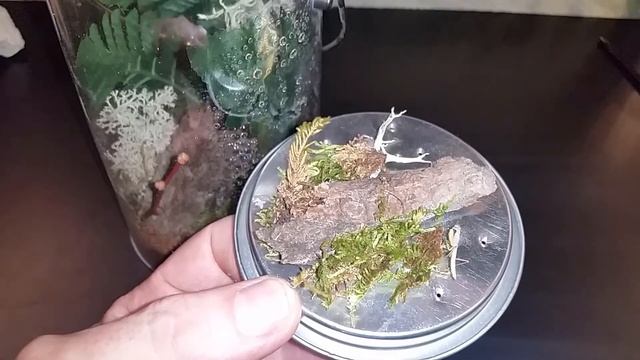 5 new additions plus update on Pamphobeteus machala. смотреть онлайн