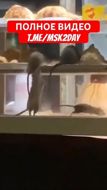 🐭 Крысы в шаурмечной в центре Москвы 😱🤮