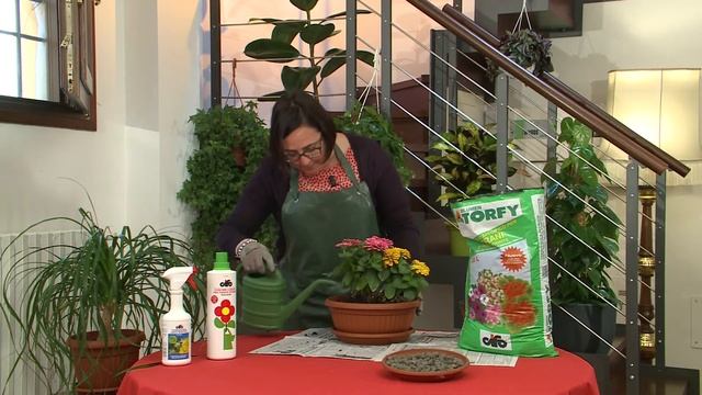 CIFO - Ascolta le tue piante - La Zinnia смотреть онлайн