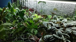 Для любителей домашних растений 🌱🤗