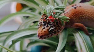 Красивые кадры с эублефаром 🦎