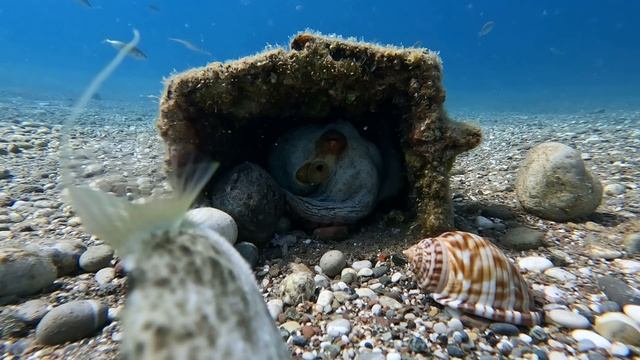 Осьминог ест Морского Черенка смотреть онлайн