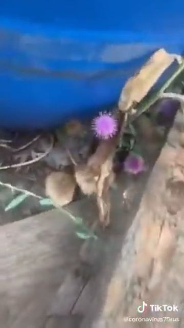 Папа шоколадное жопа(4) смотреть онлайн