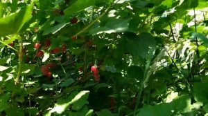 Красная смородина УРАЛЬСКАЯ КРАСАВИЦА.