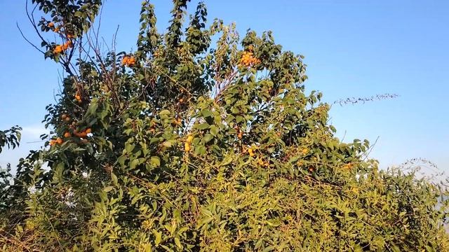 Ейск 2024. Пятничный вечер на лимане. Необычное хобби. смотреть онлайн