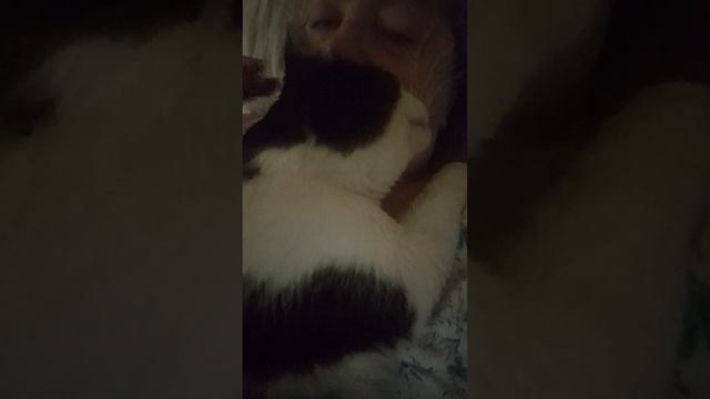 Кошачьи нежности