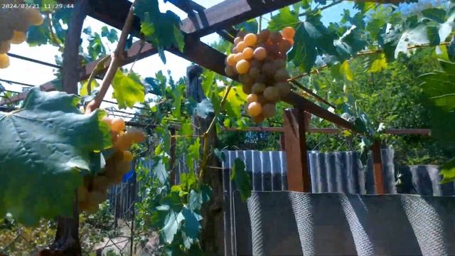 Эльдорадо и Подарок Днепру, полностью созрел на 21. 07. 2024 смотреть онлайн