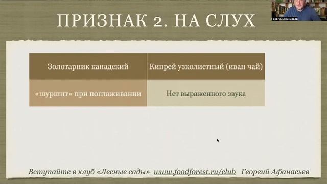 1 Как отличить иван чай от золотарника Афанасьев смотреть онлайн