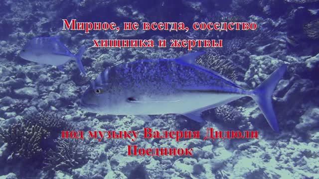 15. Мирное не всегда соседство хищника и жертвы под музыку Валерия Дидюли Поединок