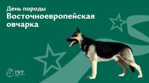 День породы Восточноевропейская овчарка, 26 апреля 2025