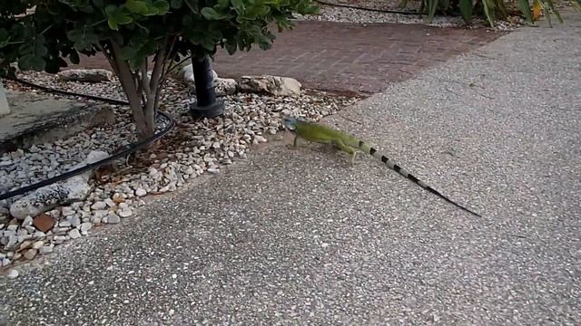 Отель Plaza Beach Resort на острове Бонэйр!!! TouriSTories.com смотреть онлайн