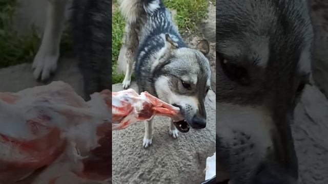 Какие вкусняшки мы даём чихуашкам ? #питомник_ркф_мари_мистик_чихуахуа #западносибирская_лайка