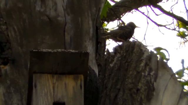 Скворцы. Часть 1(3) смотреть онлайн