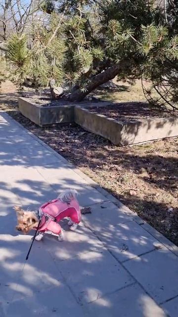 Фанни  гуляет, у нас солнечный день.#Shorts#york#Йорк#Dog#Vilnius_city#