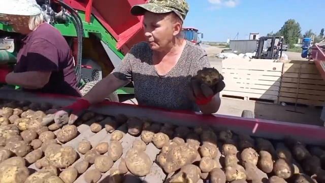 Из кормянской картошки чипсы вкуснее: видеорепортаж с ООО "Белпродукт" смотреть онлайн