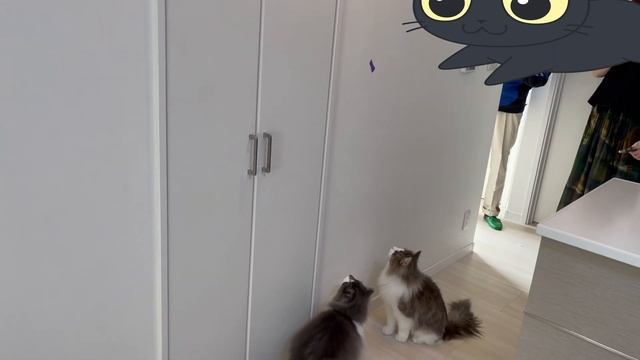 作業を遊びと勘違いして邪魔をするノルウェージャンフォレストキャット兄弟猫 смотреть онлайн