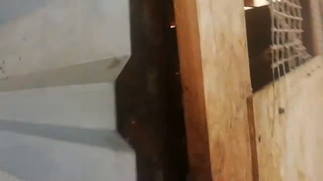 011 - Побег из шоушенка. Обжились мангалицы смотреть онлайн