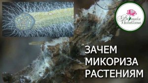 ЗАЧЕМ РАСТЕНИЯМ МИКОРИЗА