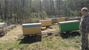 Пасека на Сотке с ульями-лежаками Владимирскими. Старт проекта, что делаю