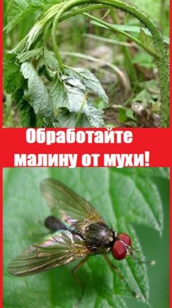 Когда появились ВСХОДЫ РЕМОНТАНТНОЙ МАЛИНЫ, срочно ее обрабатываю от мухи!