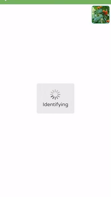 PlantSnap identifies another tomato plant Solanum lycopersicum