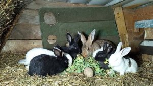 С Пасхой!!! Кролики 67 ...