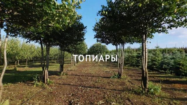 ЯРУС