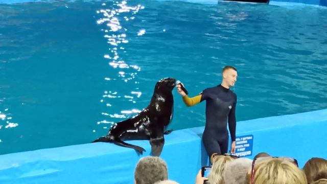 Архипо-Осиповский дельфинарий. Морской котик Бублик смотреть онлайн