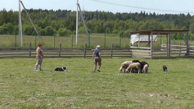 Эбони Ноус Джуманджи. пастьба июнь 2018. Первый урок. смотреть онлайн