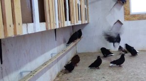 Мелитопольские голуби в Крыму, в гостях у Игоря г. Белогорск....