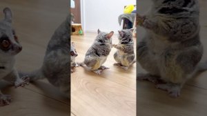 Кто такие Шеншилы?