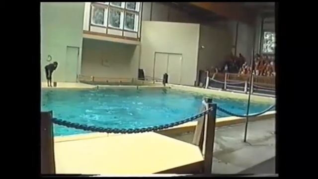 Мюнстр, зоопарк 2006 год, дельфины! смотреть онлайн