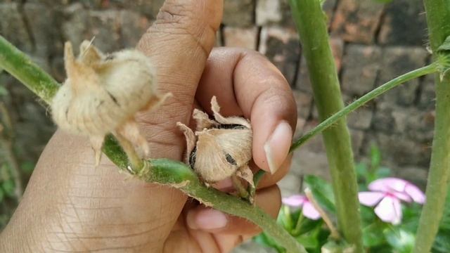How to collect hollyhock seeds??? Seeds collection!! hollyhock flowers!! vaaniplants!! смотреть онлайн