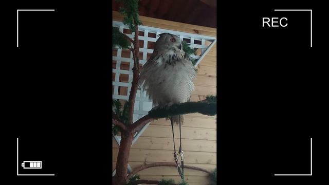 СОВЫ!!! смотреть онлайн