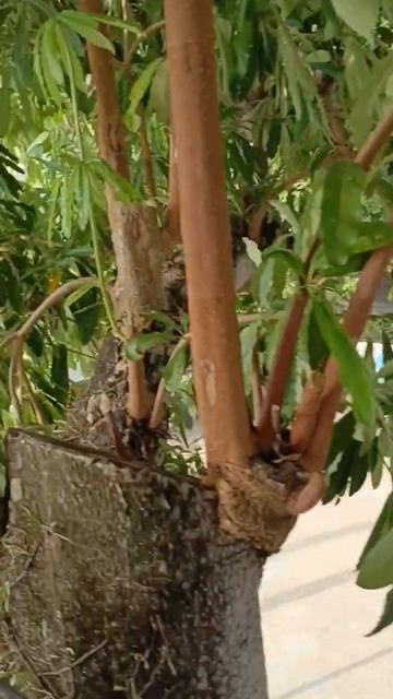 Бассейны 2-3. Patong lodge, Phuket смотреть онлайн