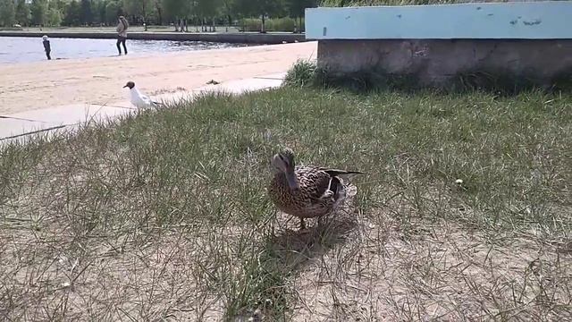 Живая природа на озере Разлив в Сестрорецке смотреть онлайн