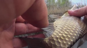 Карась нерестится вовсю! 25 апреля 2025г