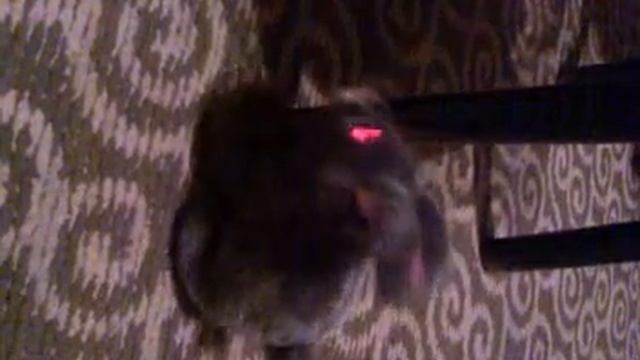 кролик-насильник смотреть онлайн