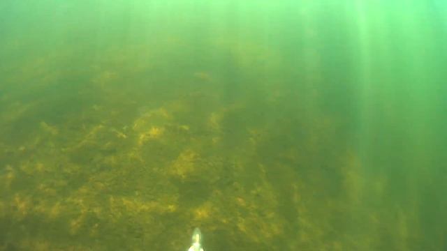 Карелия, подводная охота ,окунёвое озеро (август 2024) смотреть онлайн