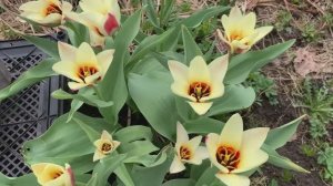 Дачный обзор 22.04 | побеги шиповника в розах | первое цветение тюльпанов Карнавал в Рио