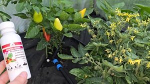 1 ТАБЛЕТКА И ОГУРЦОВ,ТОМАТОВ, ПЕРЦЕВ нарастает тонна, даже чахлые растут  бешено, не болеют