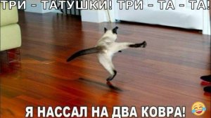СМЕШНОЕ ВИДЕО С ЖИВОТНЫМИ. Животные приколы .Смешные видео приколы про животных.