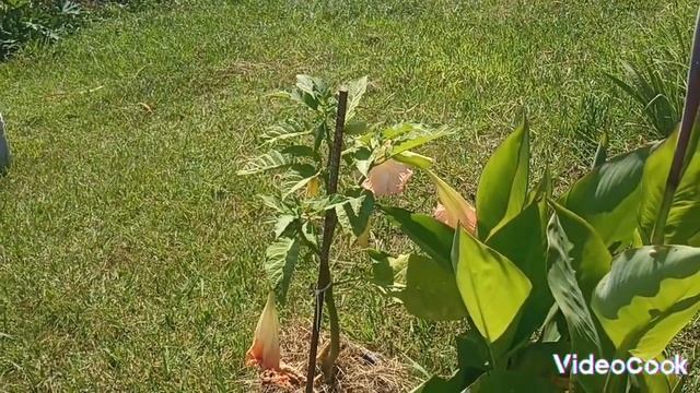 дача в Сочи, что растет на ней 2024год смотреть онлайн