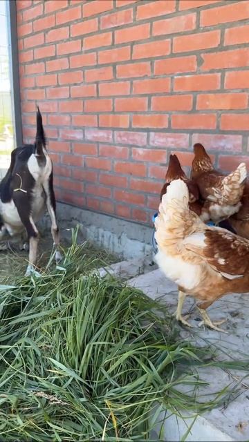 Доброе утро  У Измы новый окрас