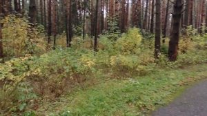 Завидово. Ямской лес